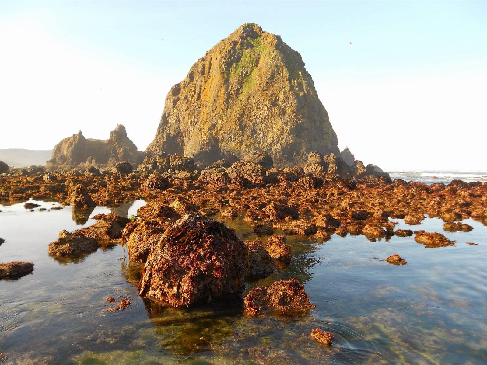 hidden-tidal-pools-at-haystack-rock-in-oregon