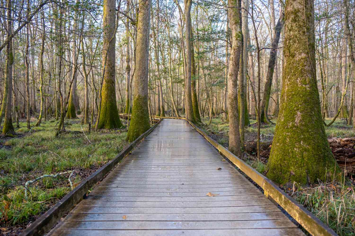hidden-wetland-trails-in-south-carolinas-congaree-park