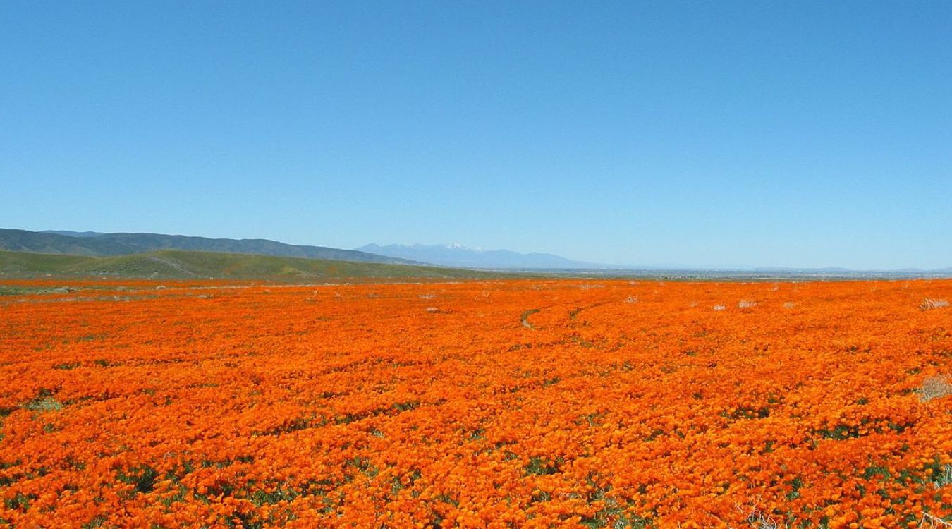 hidden-wildflower-fields-in-californias-antelope-valley