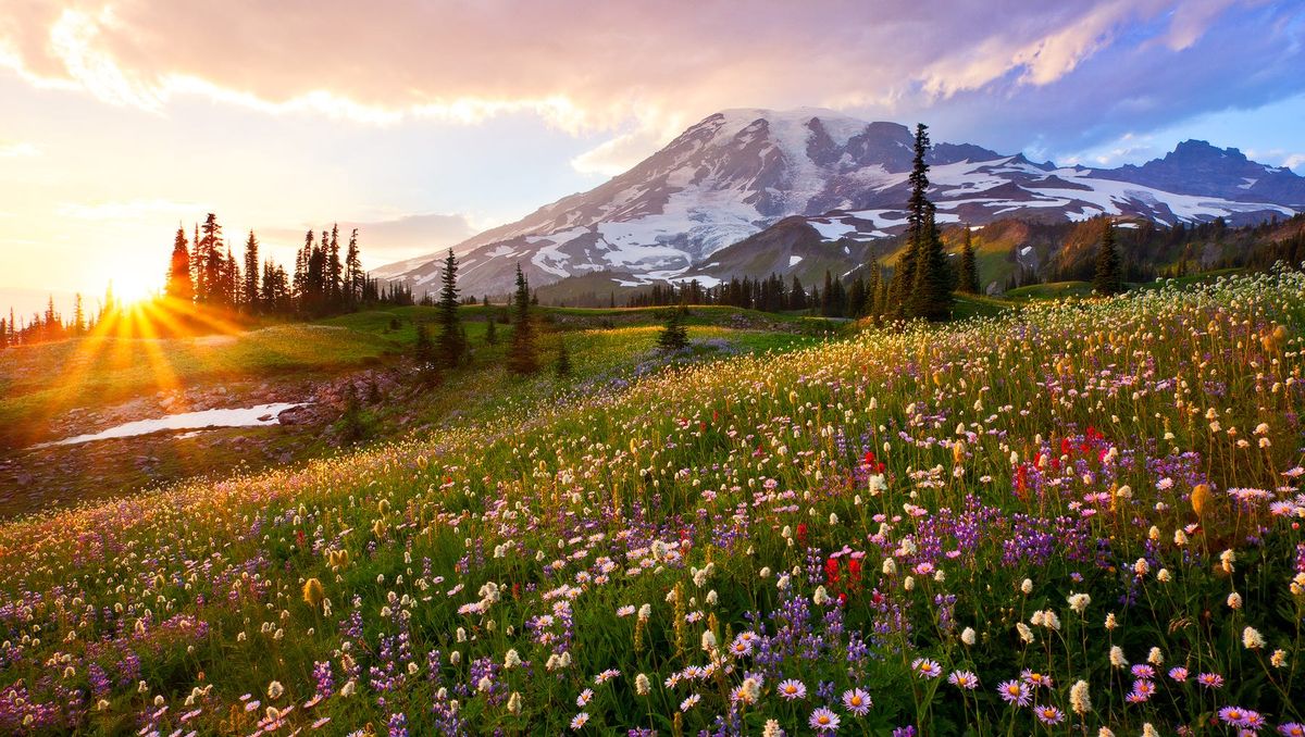 hidden-wildflower-meadows-of-mount-rainier