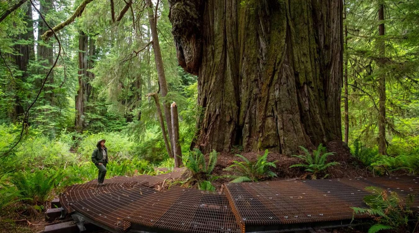 hidden-wonders-of-californias-redwood-creek-groves