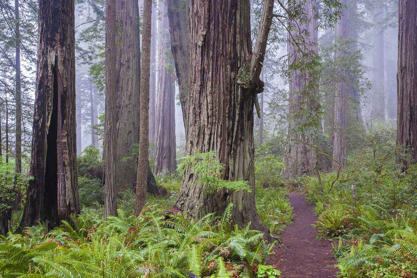 hidden-wonders-of-californias-redwood-lady-bird-johnson-grove-nature-loop