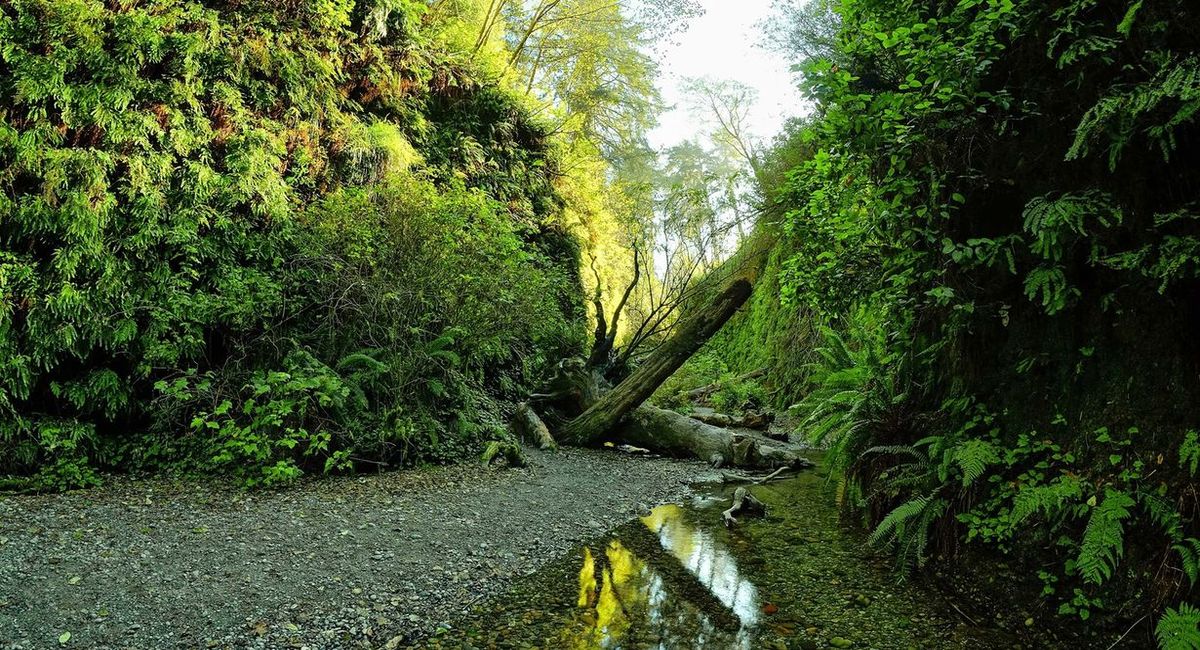 hidden-wonders-of-californias-redwood-prairie-creek-fern-canyon-walls