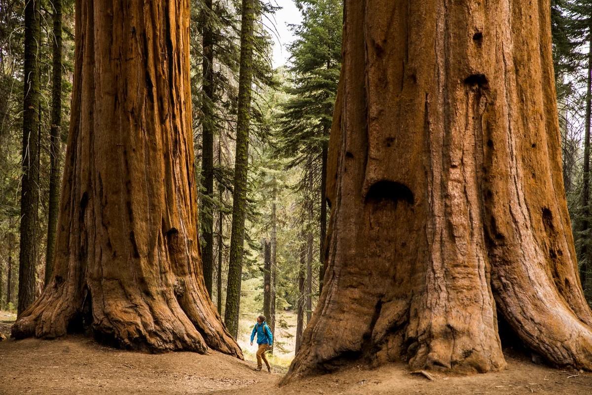 hidden-wonders-of-californias-sequoia-giant-forest