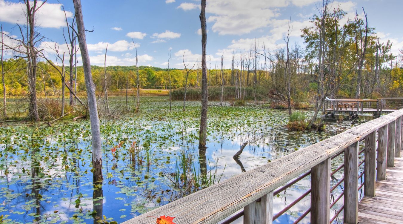 hidden-wonders-of-cuyahoga-valleys-beaver-marsh