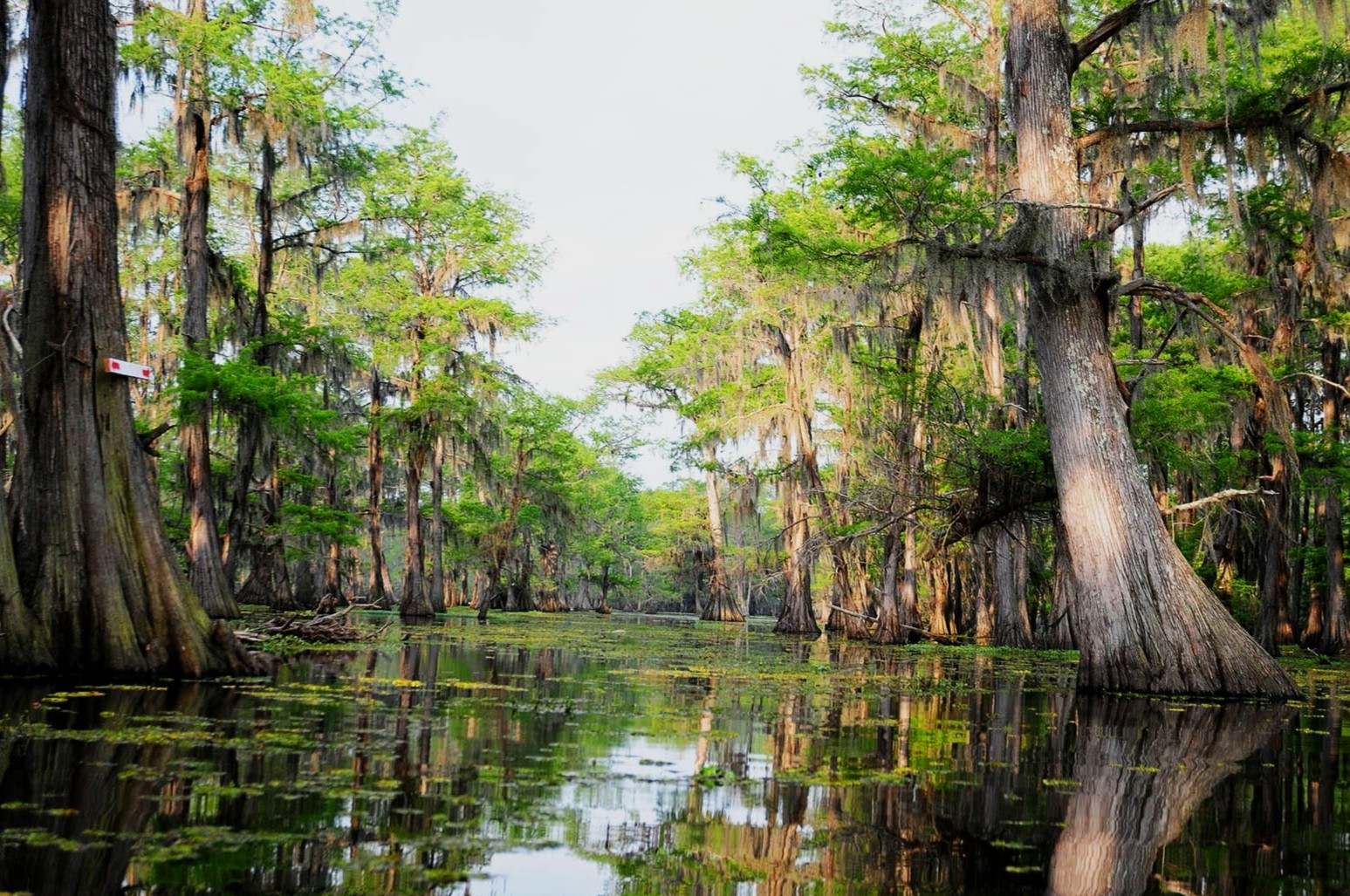 hidden-wonders-of-delawares-cypress-swamp-preserves