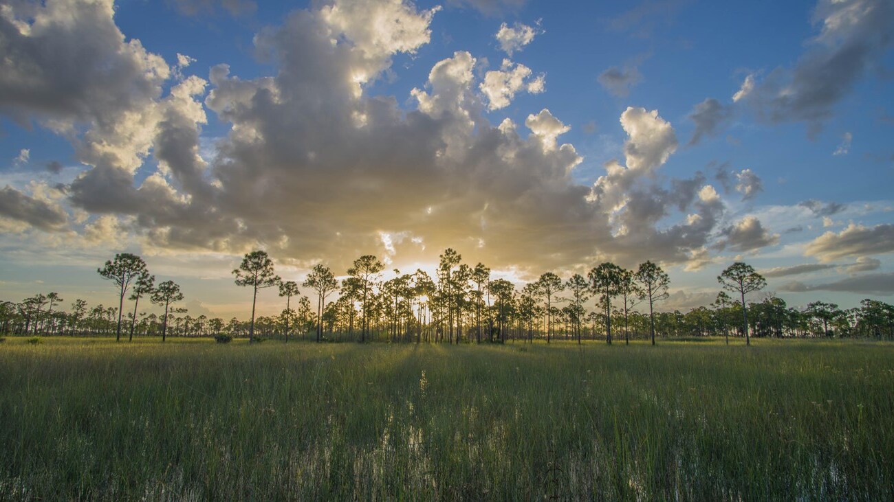 hidden-wonders-of-floridas-big-cypress-preserve-orchid-hammocks