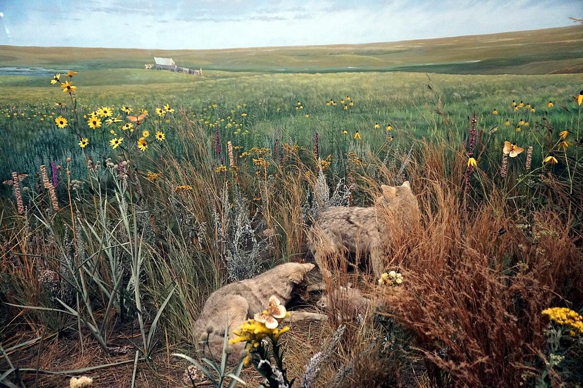 hidden-wonders-of-iowas-doolittle-prairie-state-preserve