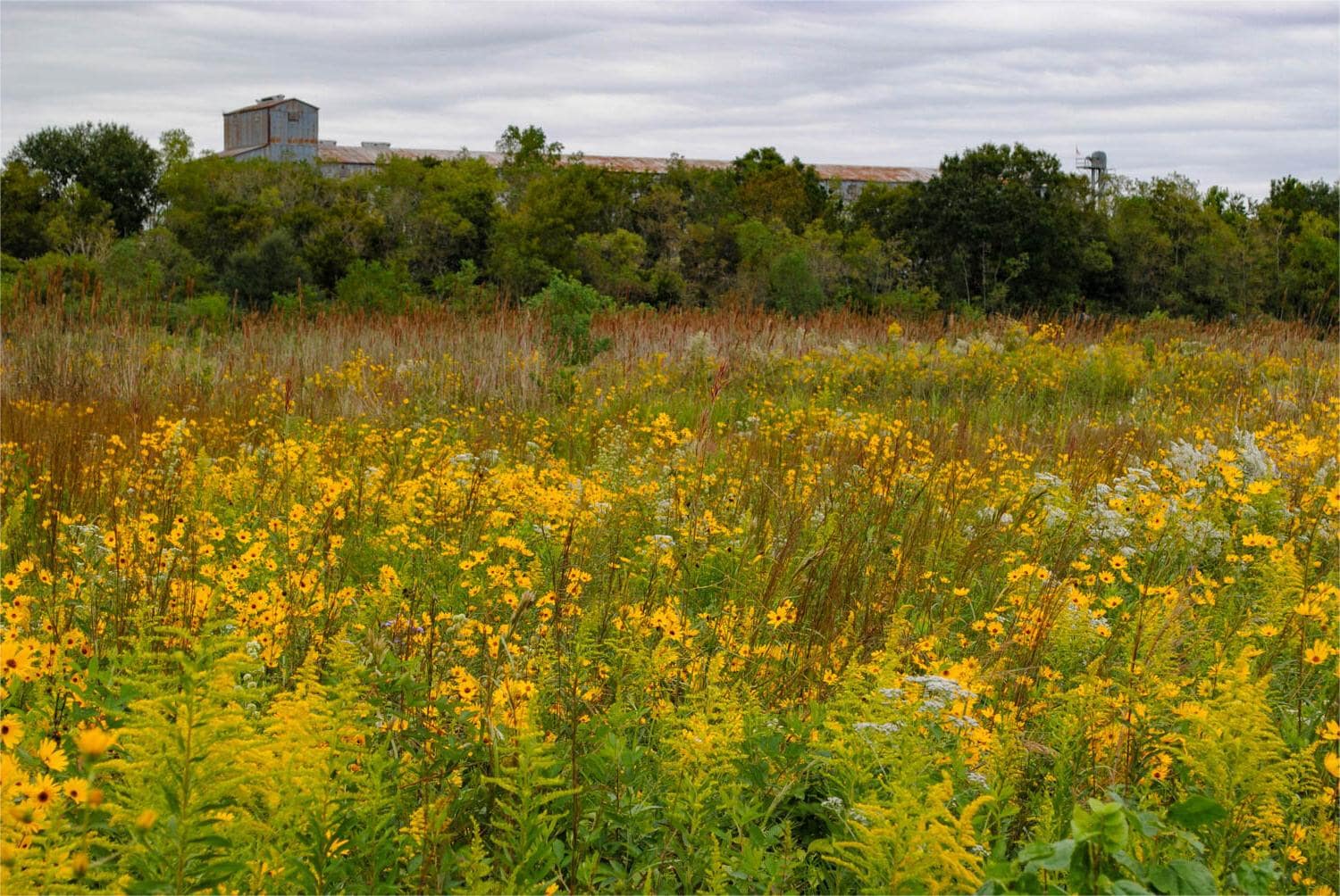 hidden-wonders-of-louisianas-cajun-prairie-marsh-channels