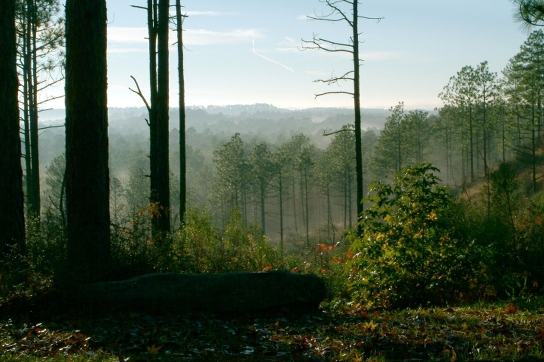 hidden-wonders-of-louisianas-kisatchie-forest-longleaf-pines