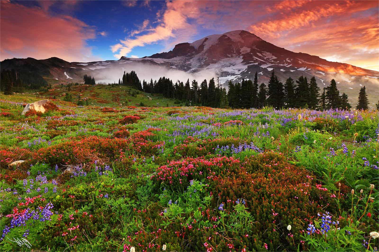 hidden-wonders-of-mount-rainiers-tolmie-peak-wildflower-fields