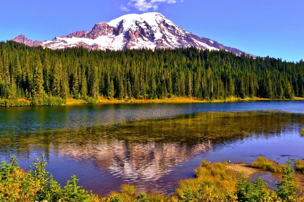 hidden-wonders-of-mount-rainiers-wildflower-meadows
