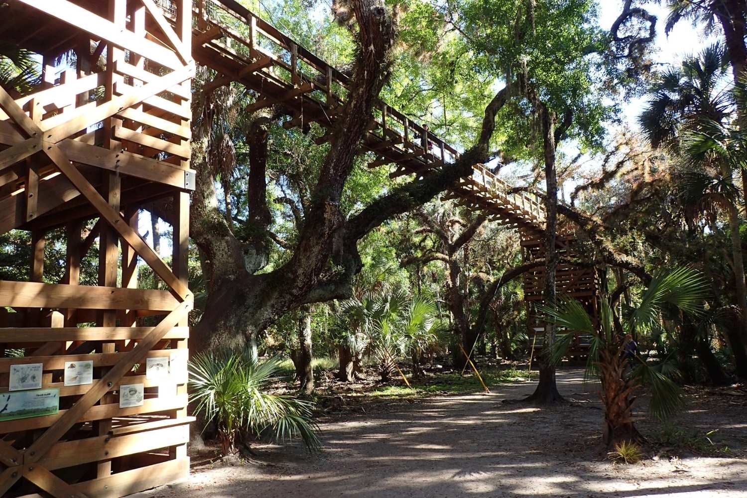 hidden-wonders-of-myakka-river-state-park-canopy-walk