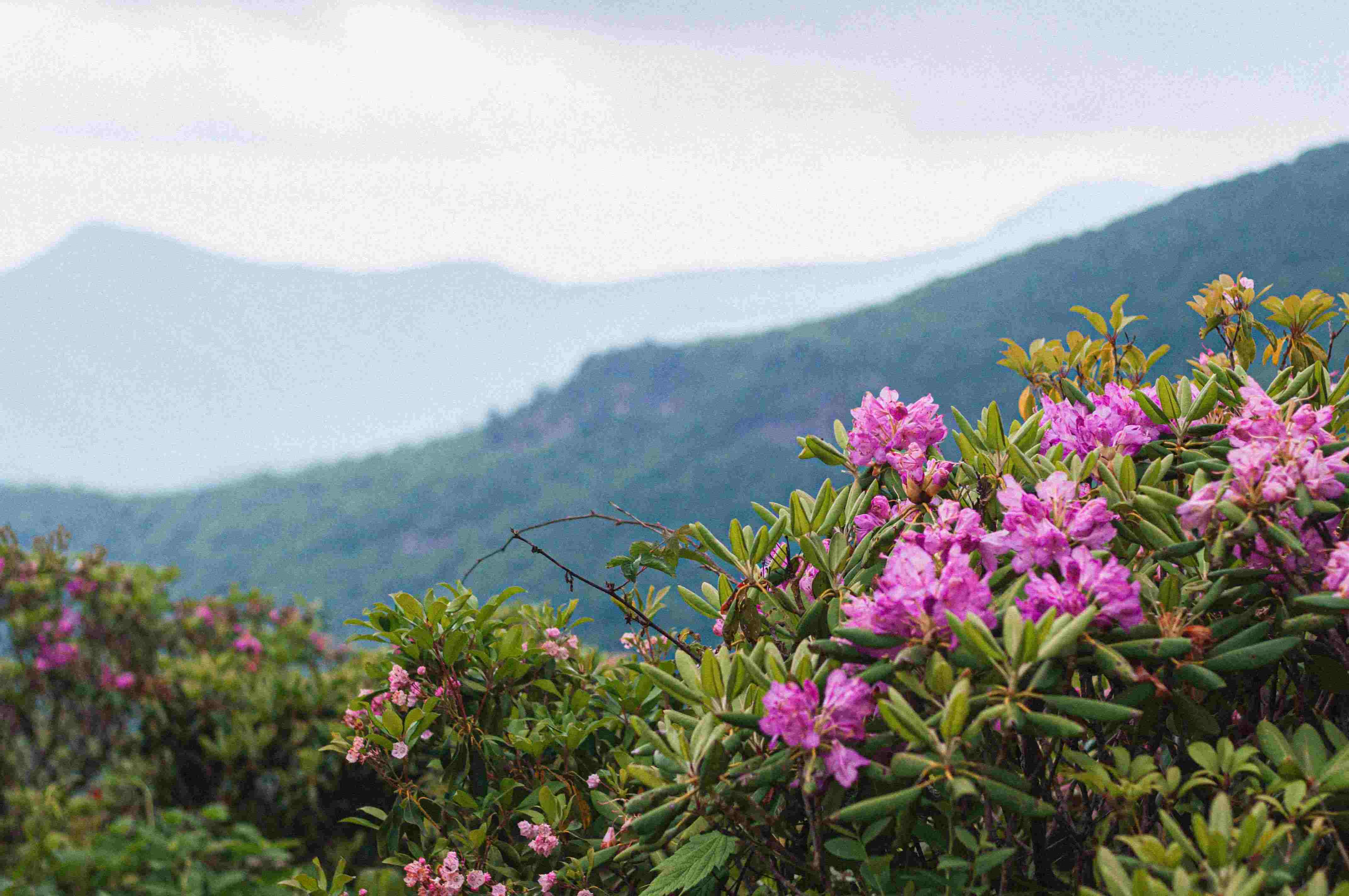 hidden-wonders-of-north-carolinas-blue-ridge-rhododendron-blooms