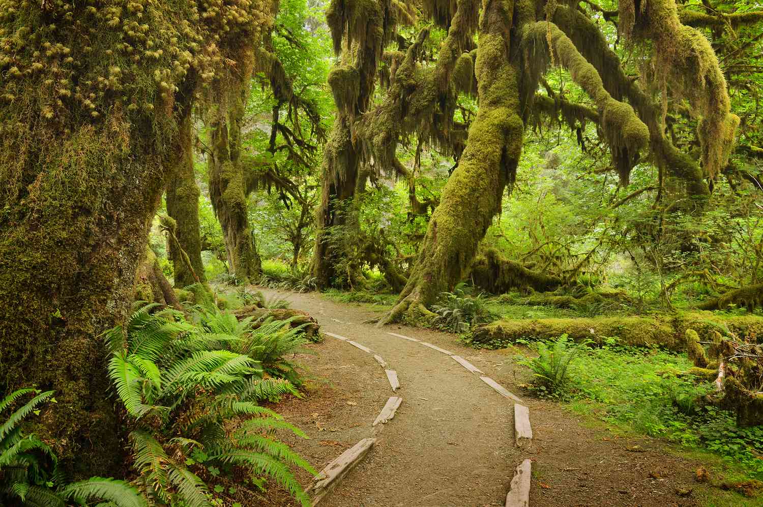 hidden-wonders-of-washingtons-hoh-rainforest-trail