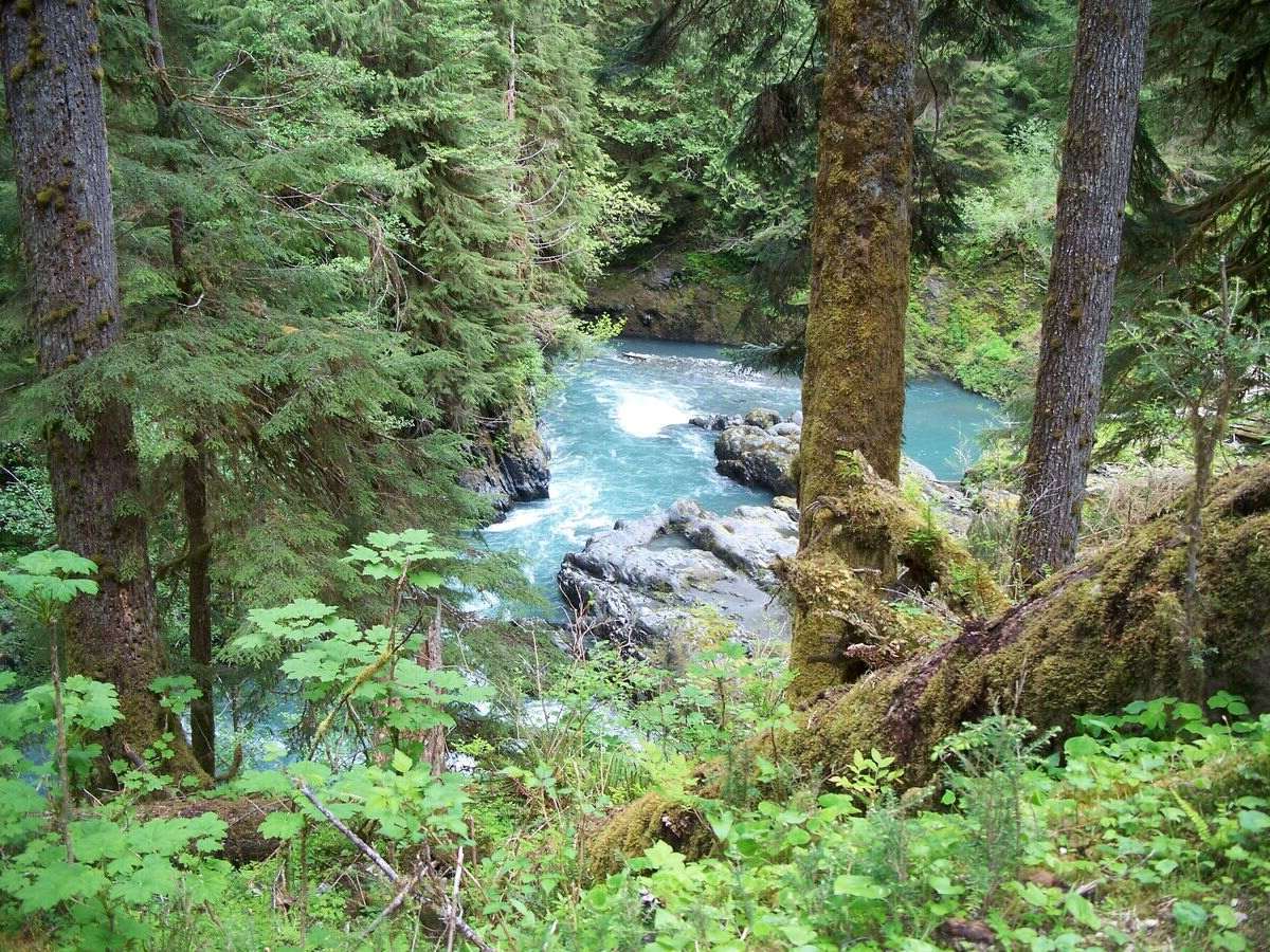 hidden-wonders-of-washingtons-quinault-rainforest