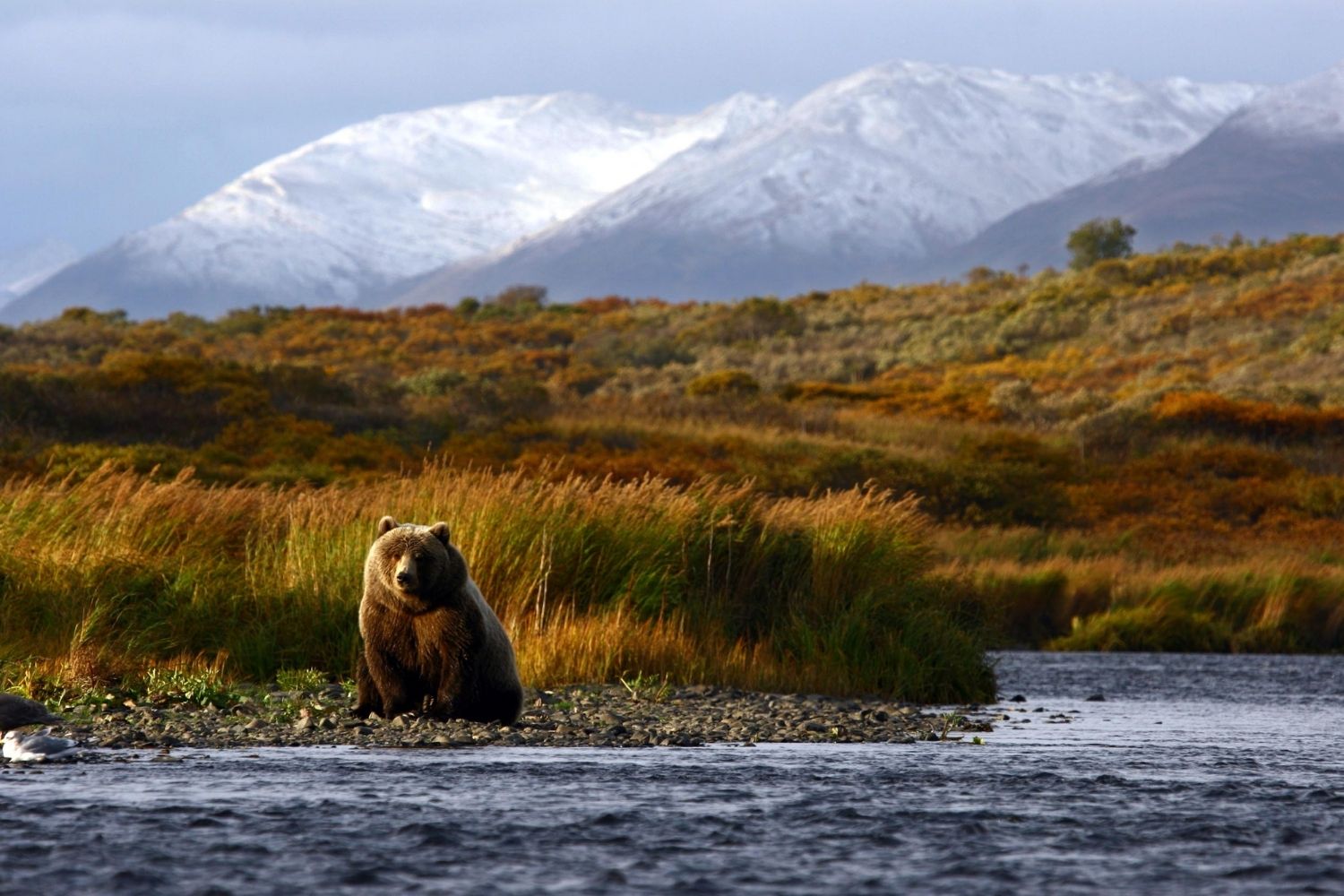 kodiak-islands-brown-bear-fishing-streams-revealed