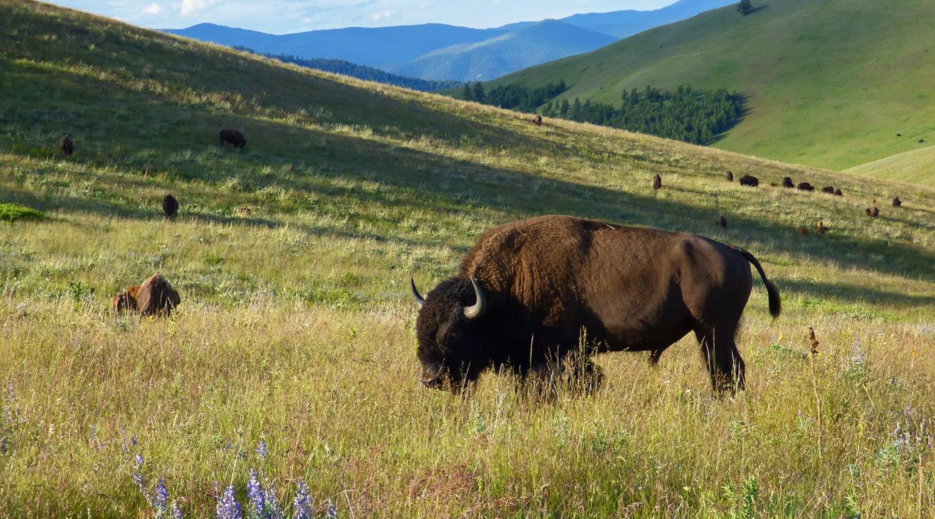 montanas-national-bison-range-and-the-mystery-of-red-sleep-mountain-drive