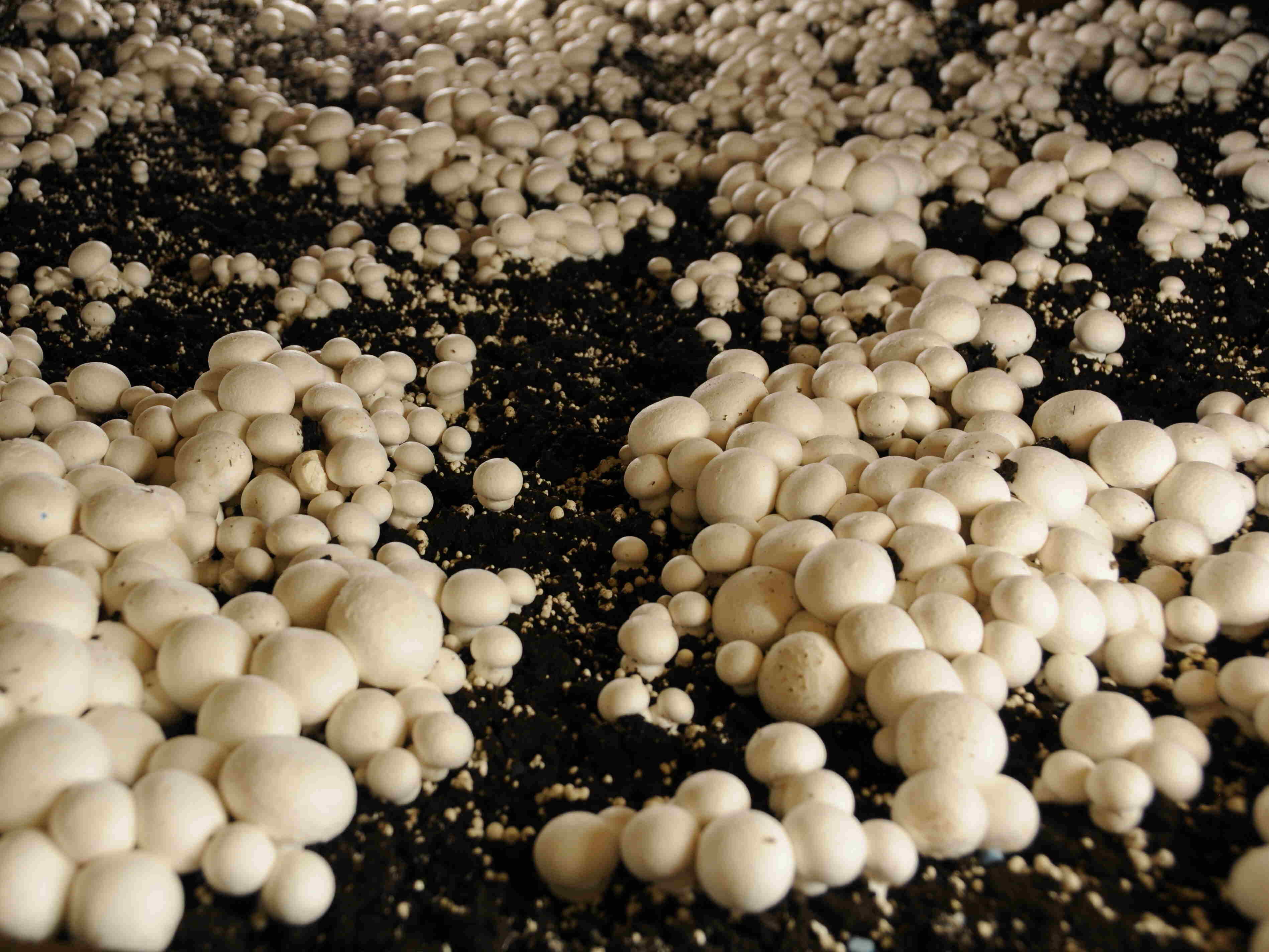 mushroom-caves-hidden-in-pennsylvanias-kennett-square