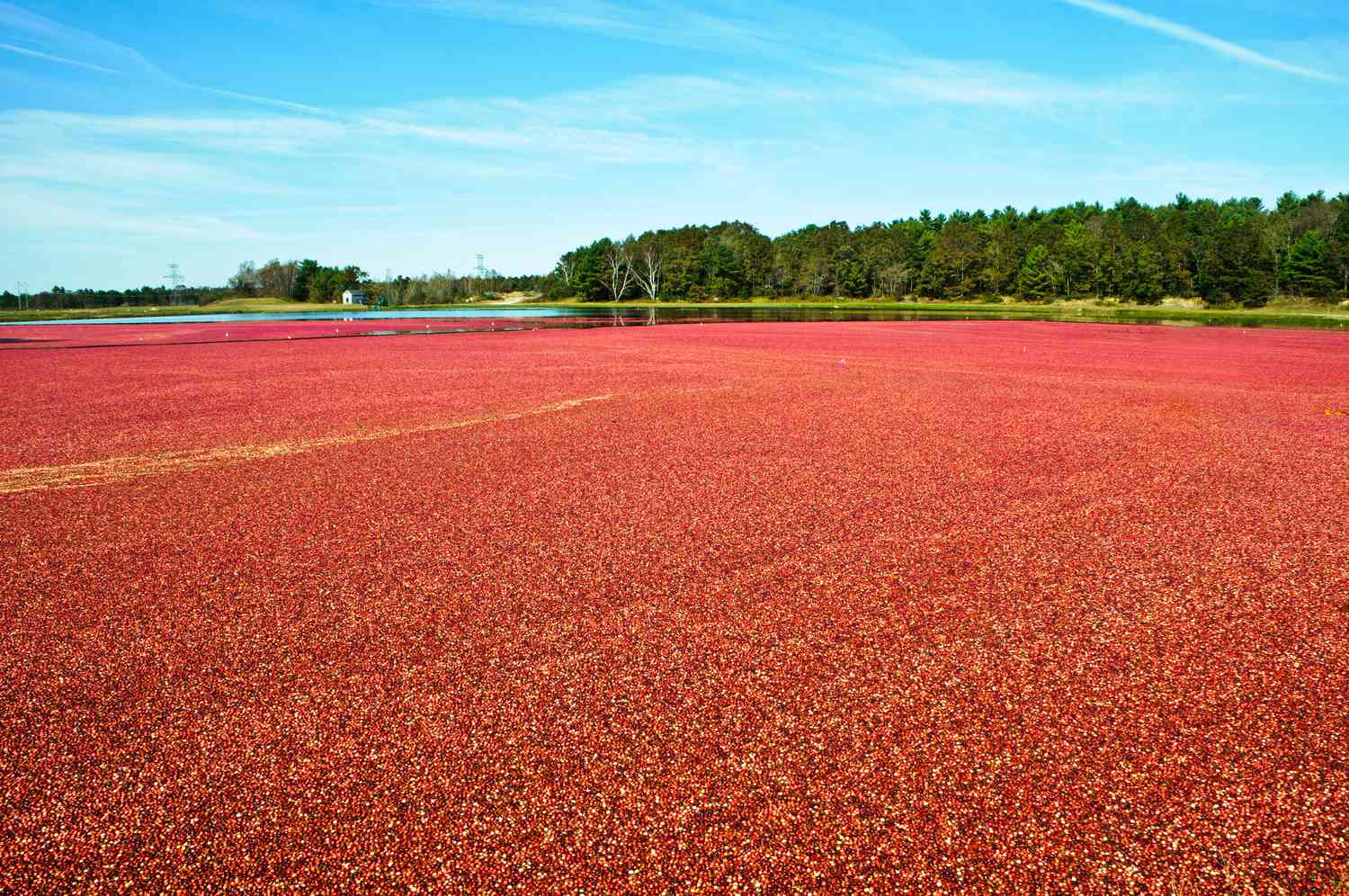 mysteries-of-cape-cods-cranberry-bogs