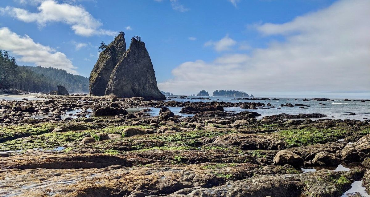mysteries-of-rialto-beachs-driftwood-sculptures