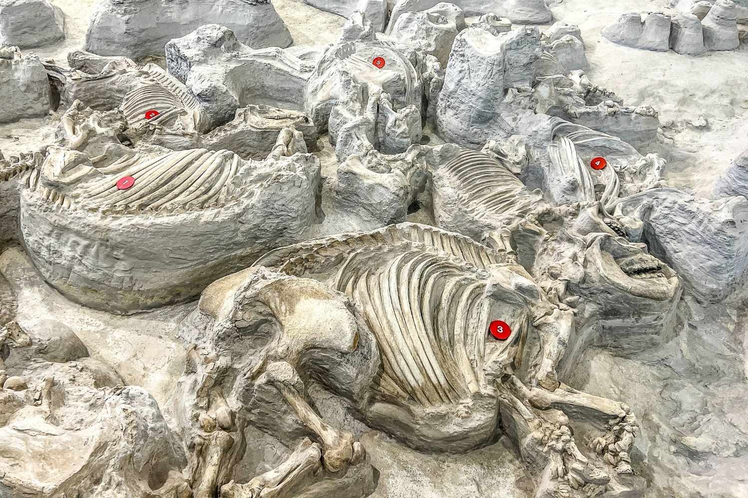 Nebraska8217s-Ashfall-Fossil-Beds-Revealed nebraskas-ashfall-fossil-beds-revealed