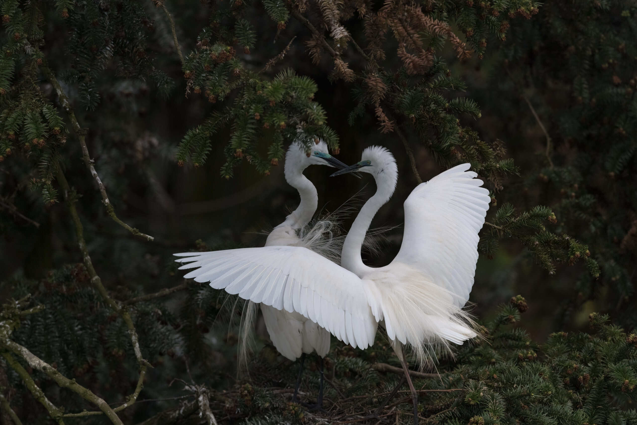 secret-feeding-spots-for-great-egrets-in-south-carolinas-ace-basin-reserve