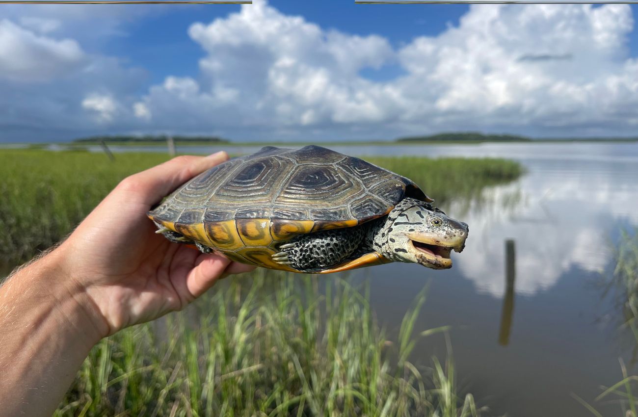 secret-nesting-spots-of-georgias-jekyll-island-diamondback-terrapins