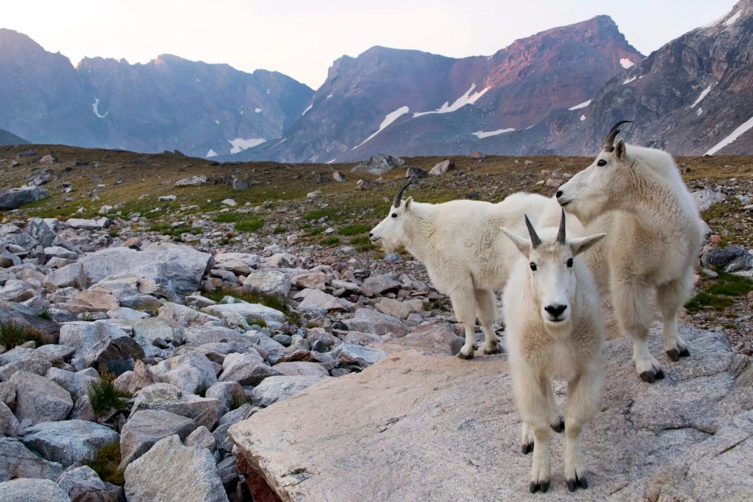 Secret-Sheep-Trails-Of-Montana8217s-Beartooth-Highway secret-sheep-trails-of-montanas-beartooth-highway