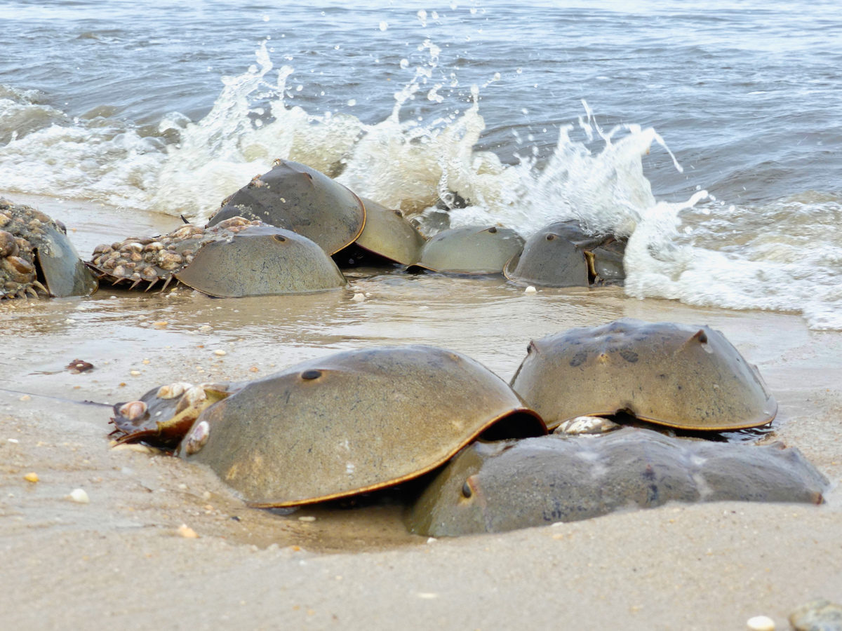 secret-spawning-spots-of-south-carolinas-capers-island-horseshoe-crabs