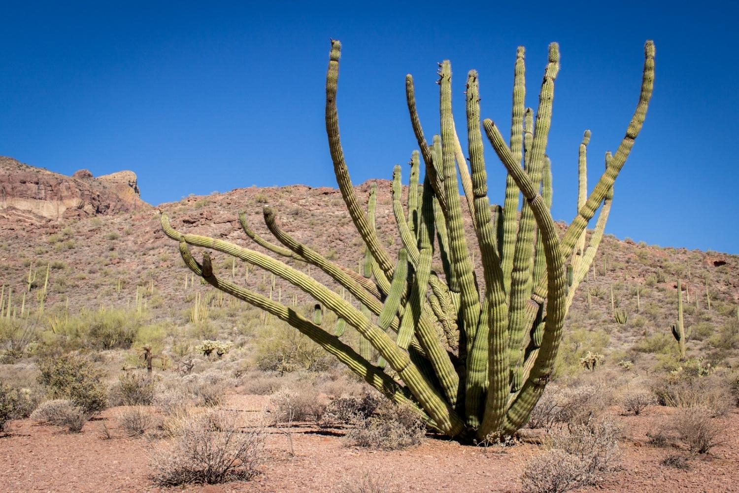 secret-spots-for-desert-wildflower-research-in-arizonas-organ-pipe-cactus-monument