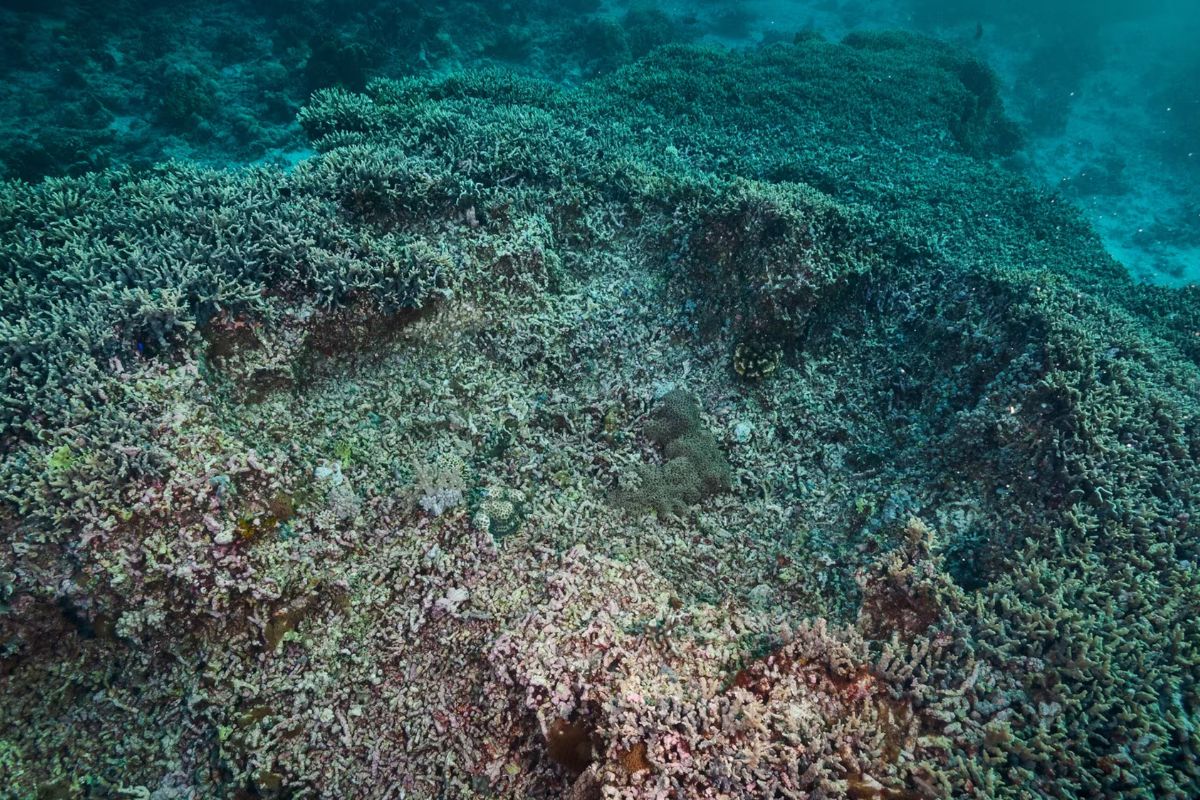 secrets-of-apo-islands-coral-garden-research-stations