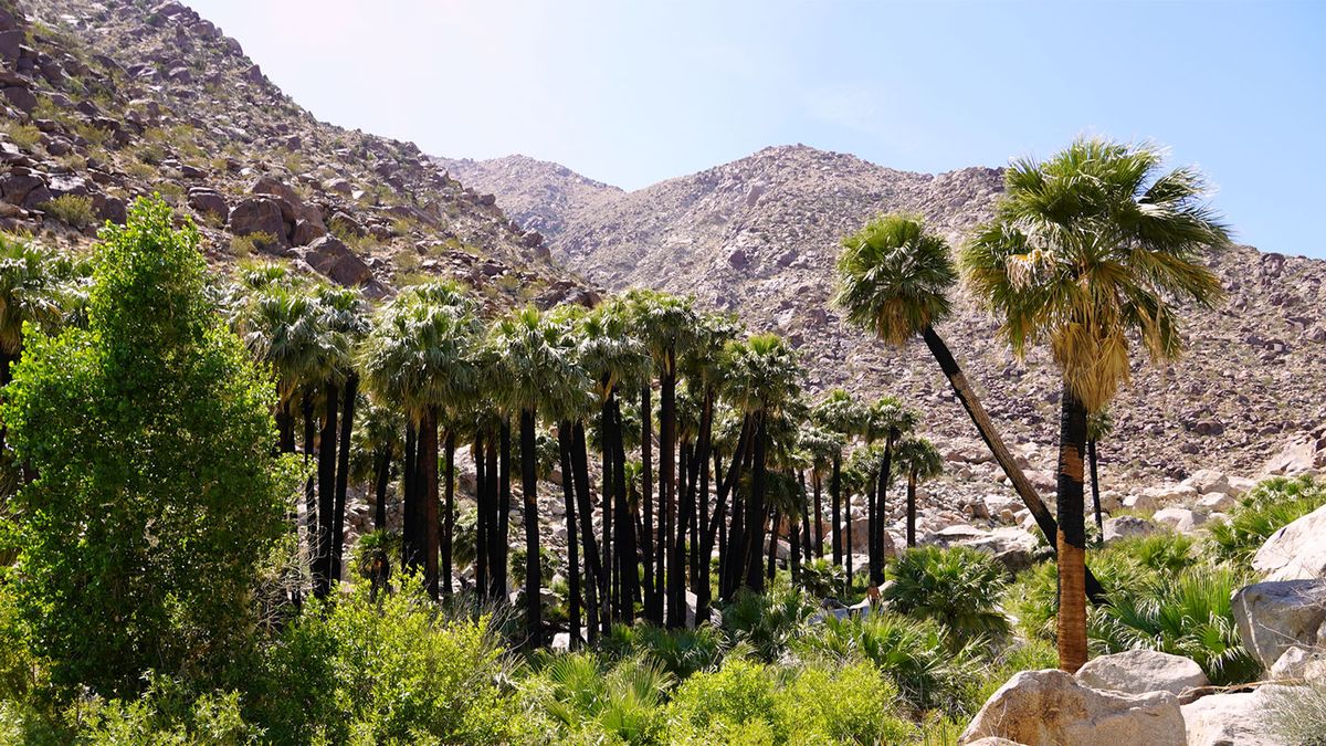 secrets-of-arizonas-anza-borrego-palm-groves