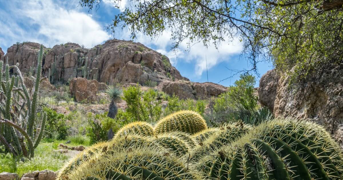 secrets-of-arizonas-boyce-thompson-arboretum-desert-gardens