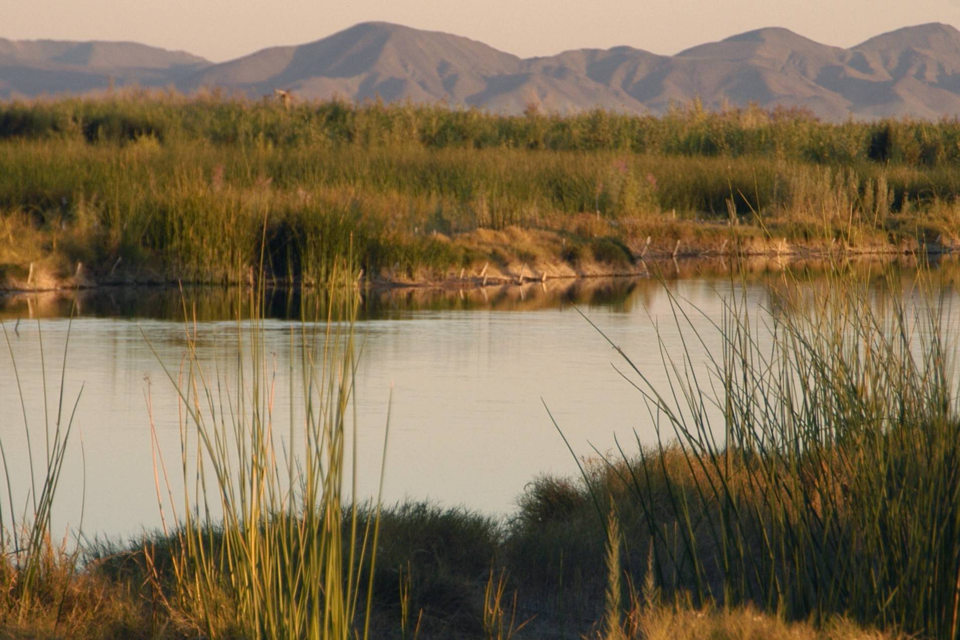 secrets-of-arizonas-hidden-desert-spring-wetlands