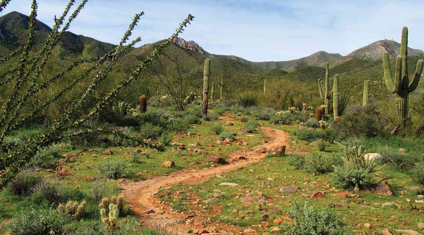 secrets-of-arizonas-mcdowell-preserve-washes
