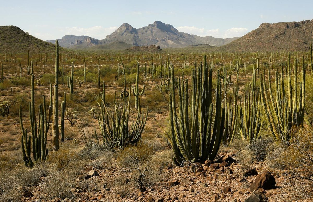 secrets-of-arizonas-organ-pipe-cactus-dwellings