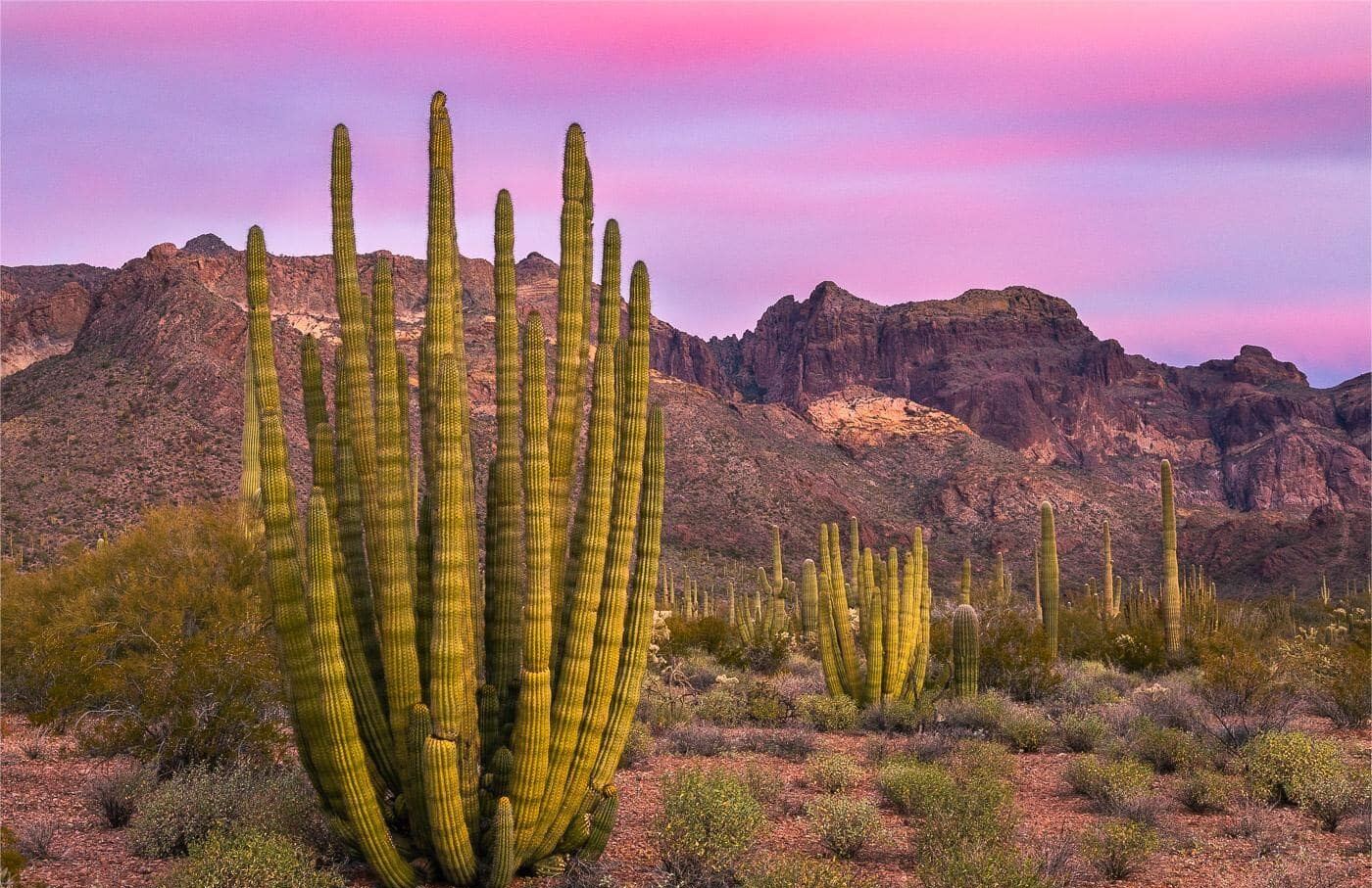 secrets-of-arizonas-organ-pipe-monument