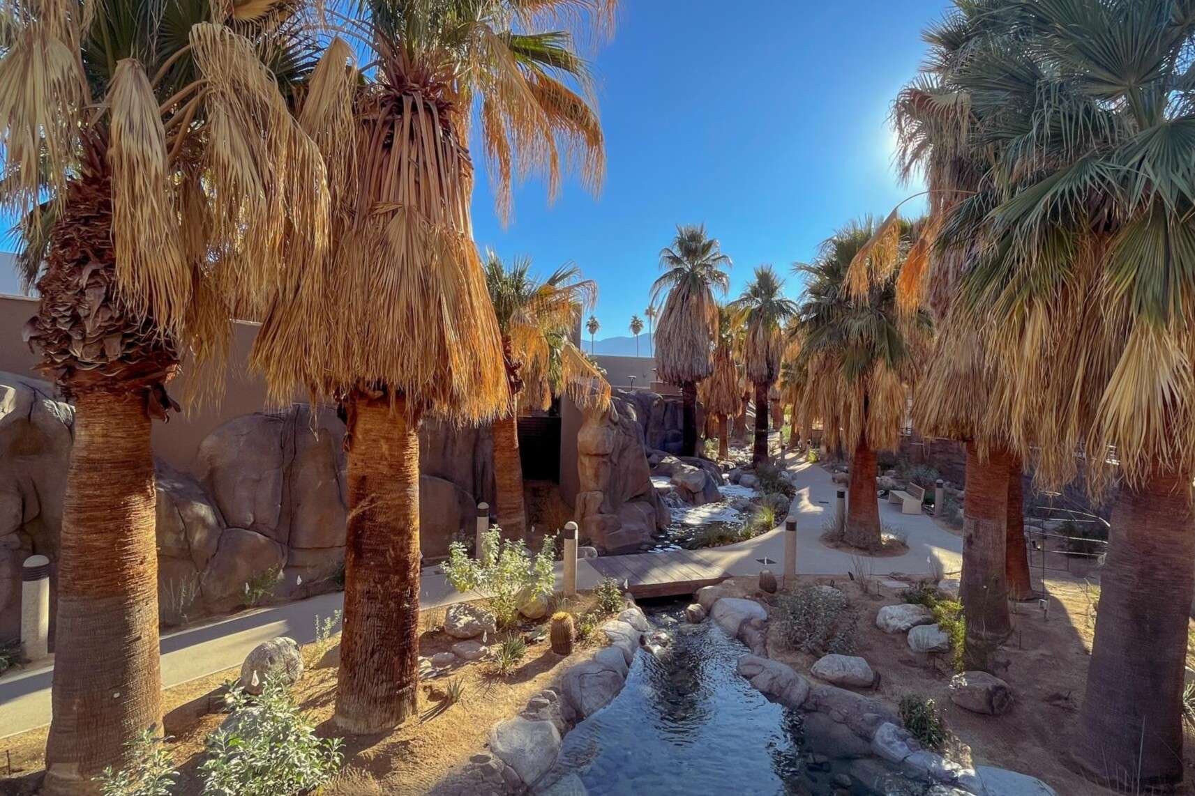 secrets-of-arizonas-palm-canyon-oases