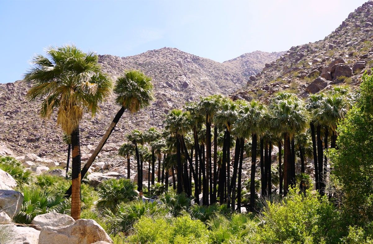 secrets-of-arizonas-palm-canyon-oasis