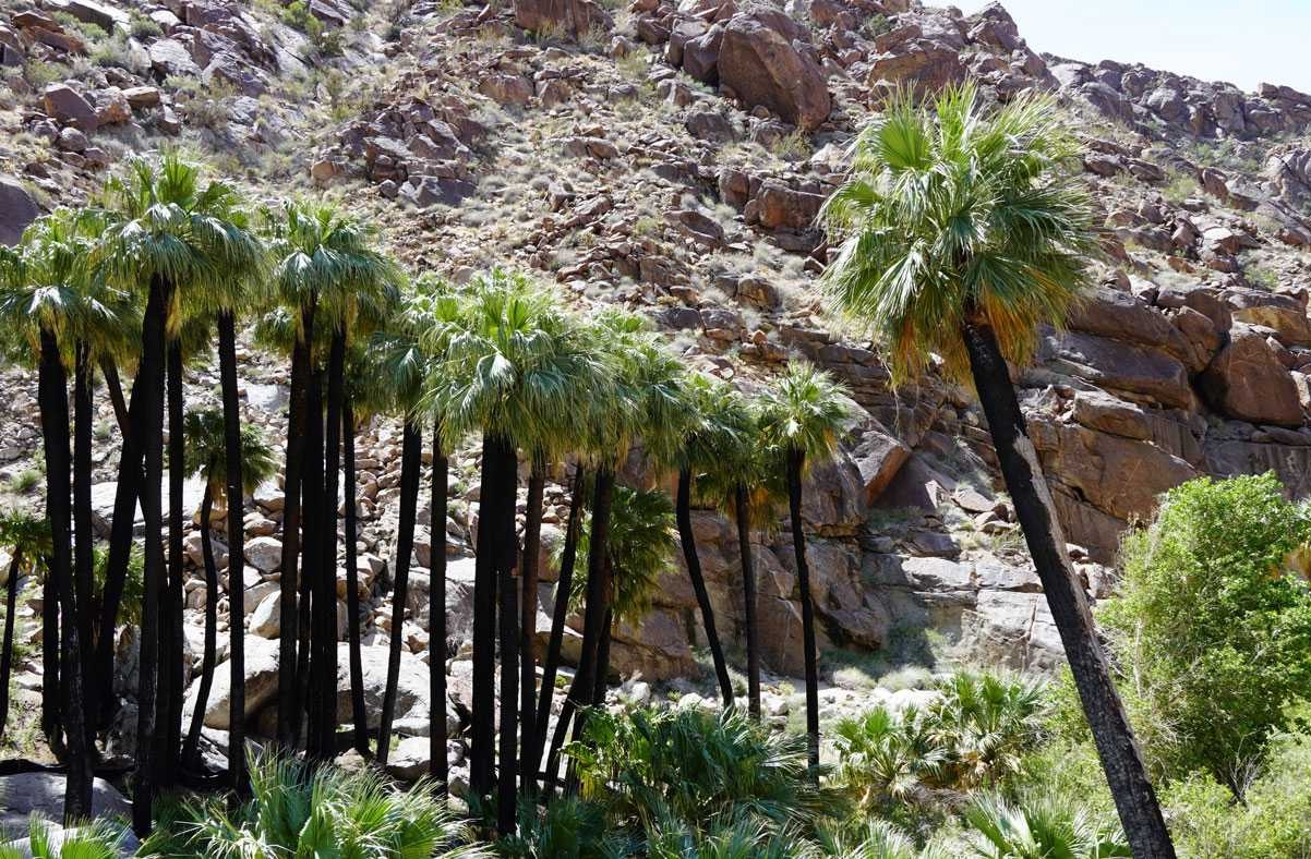 secrets-of-arizonas-palm-canyon-springs