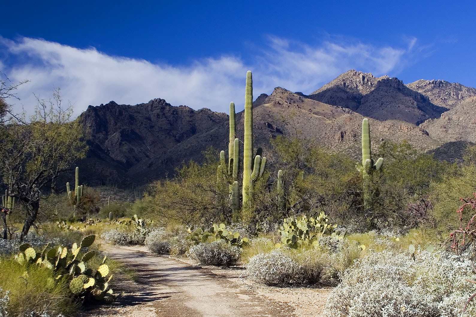secrets-of-arizonas-sabino-canyon-creek-channels