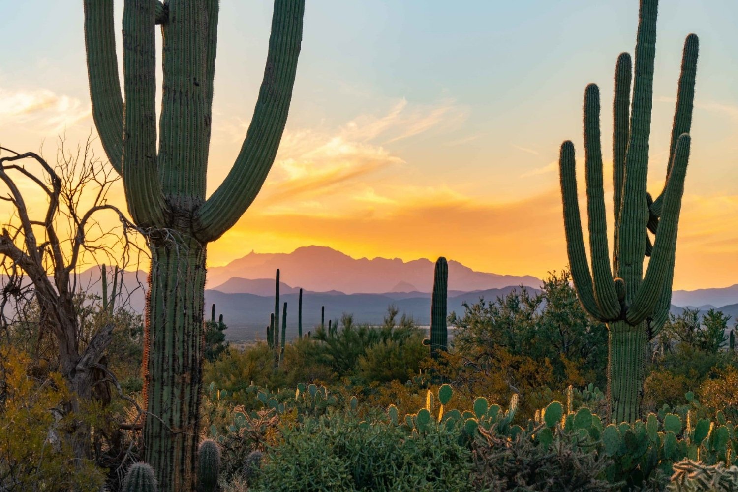 secrets-of-arizonas-saguaro-national-park-east-arroyos