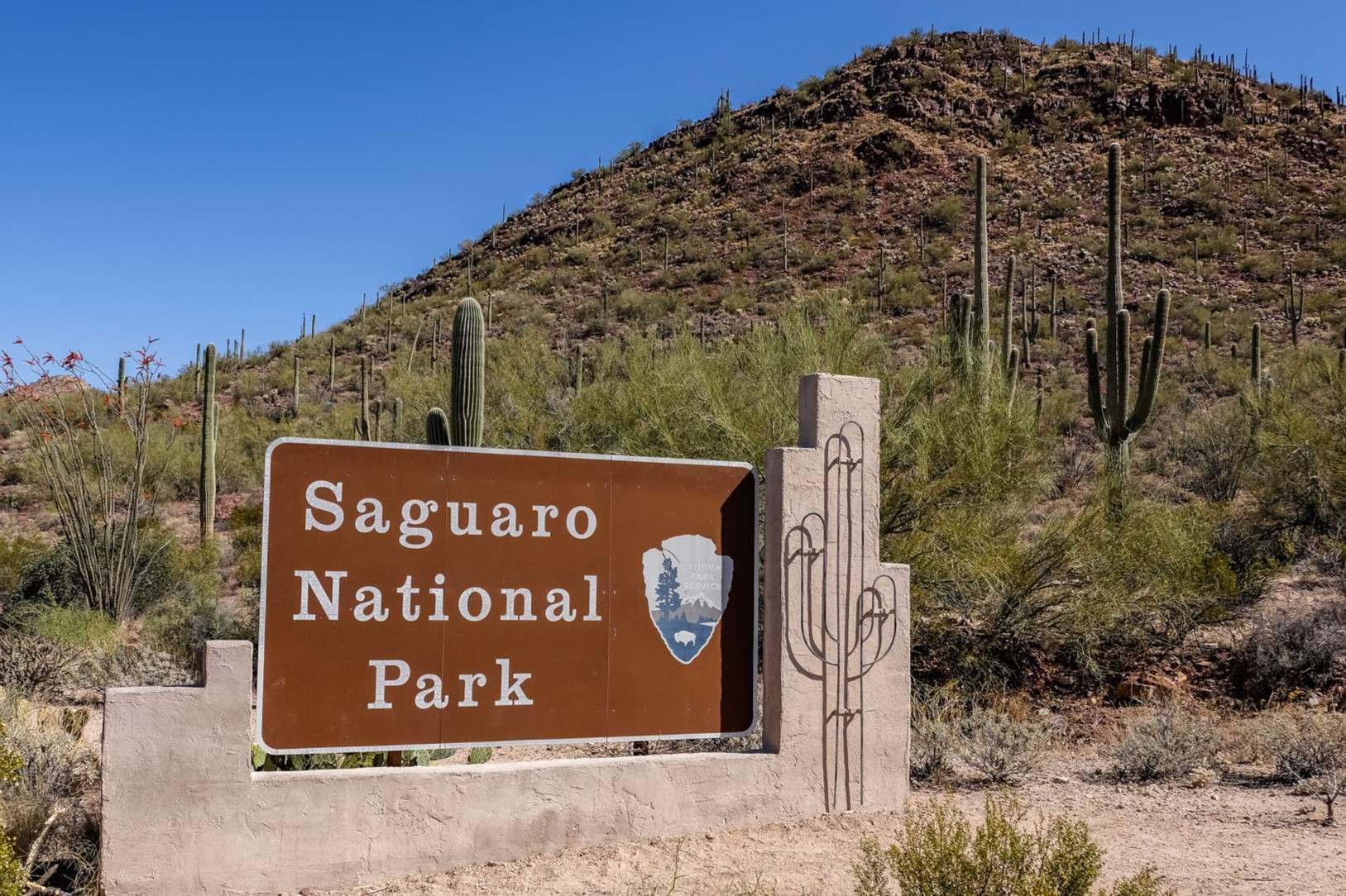 secrets-of-arizonas-saguaro-pima-county-arroyos