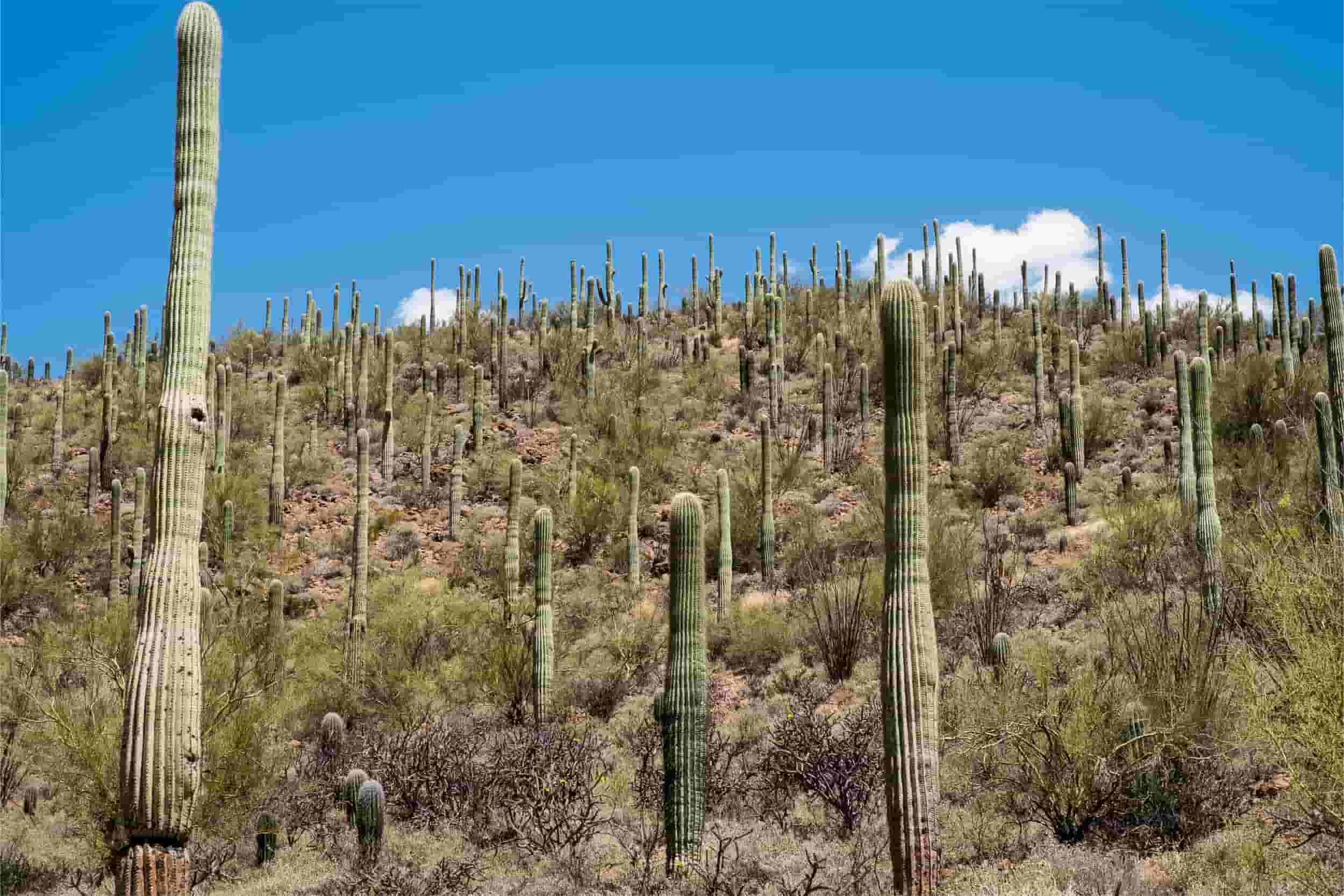 secrets-of-arizonas-sonoran-desert-smoke-tree-groves