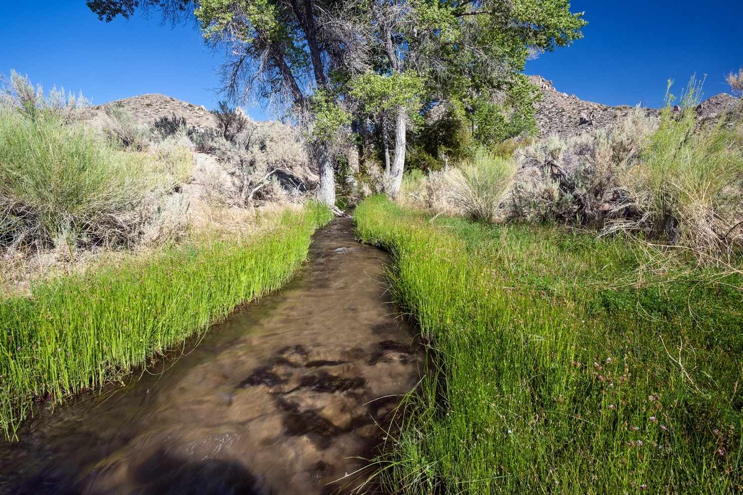 secrets-of-arkansass-kings-river-forks-cottonwood-groves