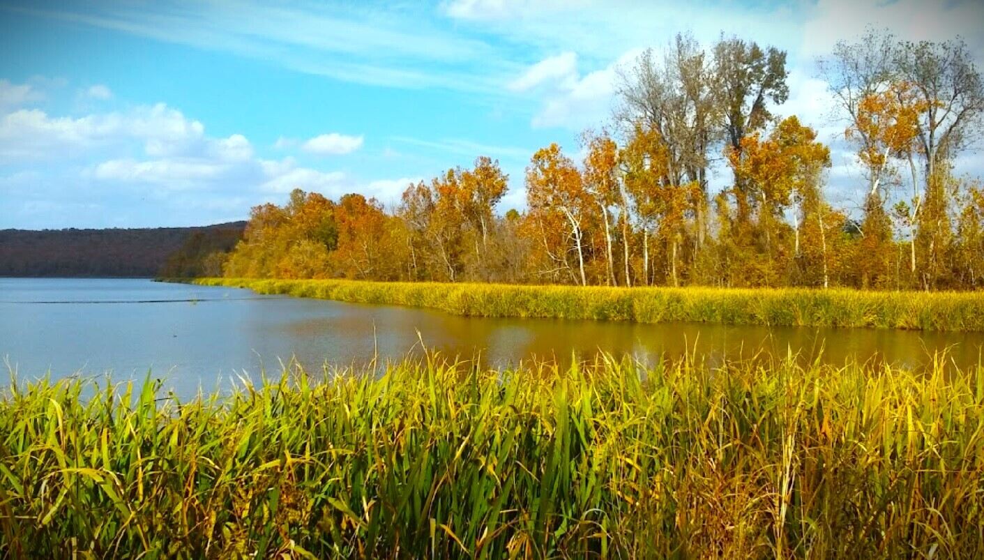 secrets-of-bald-eagle-wintering-in-oklahomas-sequoyah-national-wildlife-refuge