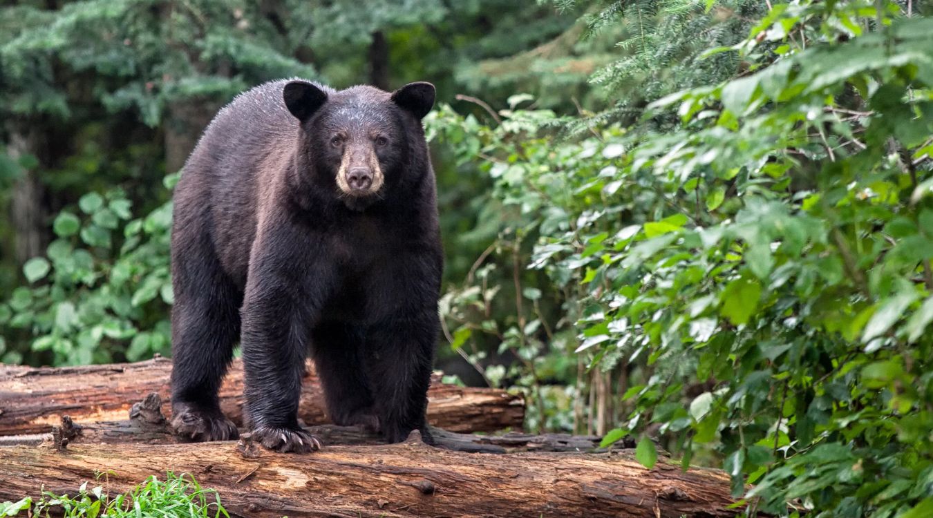 Secrets-Of-Bear-Dens-In-New-Hampshire8217s-White-Mountain-Forest secrets-of-bear-dens-in-new-hampshires-white-mountain-forest