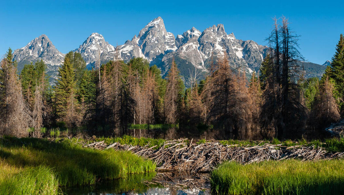 secrets-of-beaver-dams-in-grand-teton-national-park