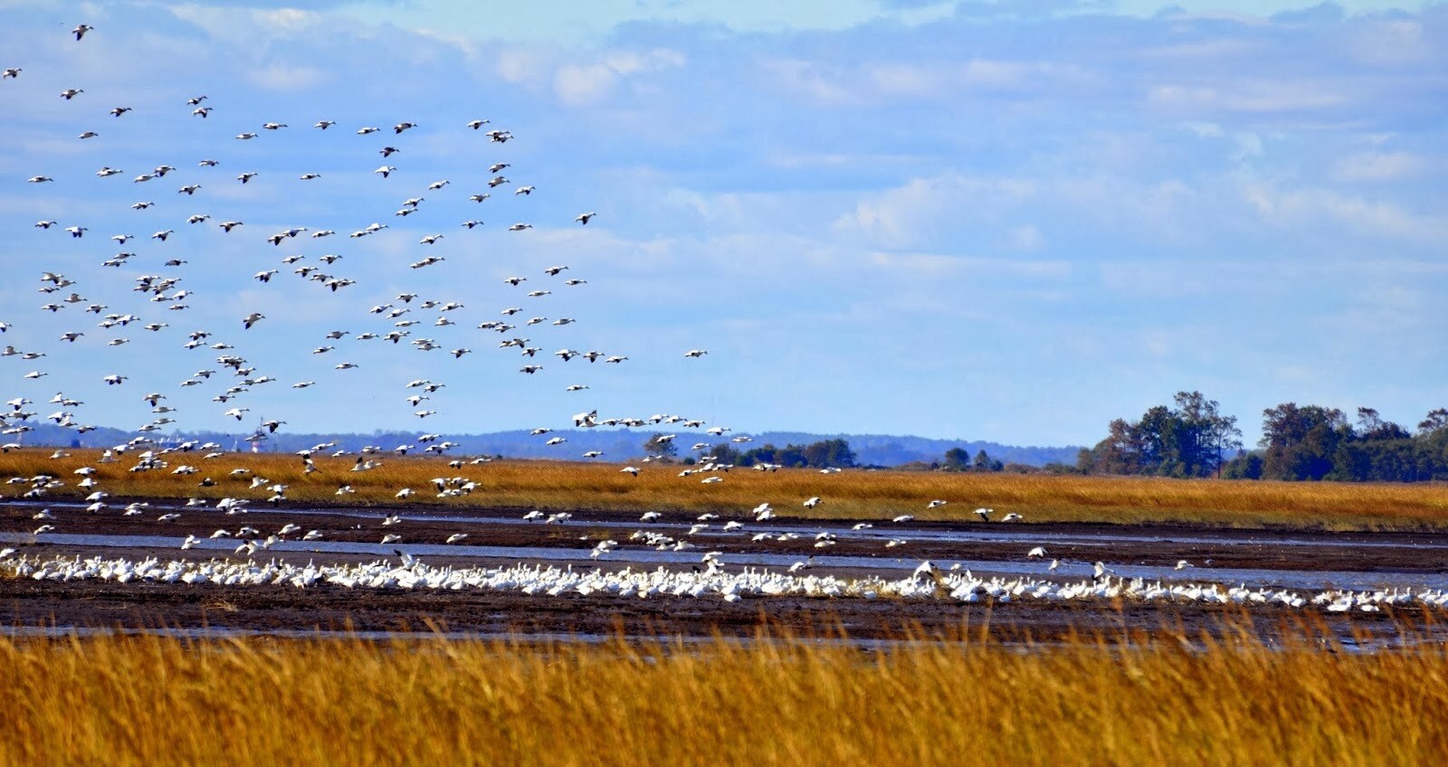secrets-of-bird-migration-at-delawares-bombay-hook-refuge